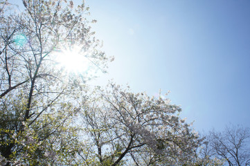 桜と青空と太陽