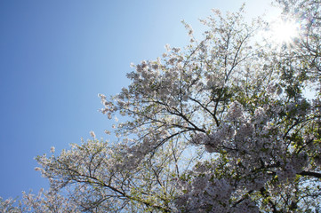 桜と青空と木漏れ日