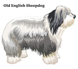 Colored decorative standing portrait of Old English Sheepdog vector illustration