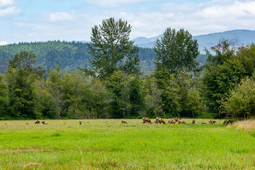 large herd of elk laying or standing in field