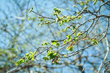 Spring mood. Fresh blue background with green young leaves for the holidays.
