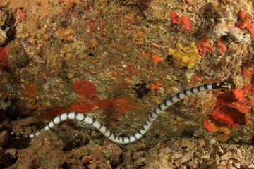 Banded Sea Snake 