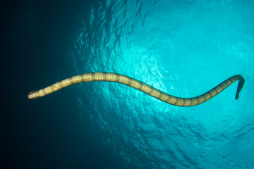 Banded Sea Snake 