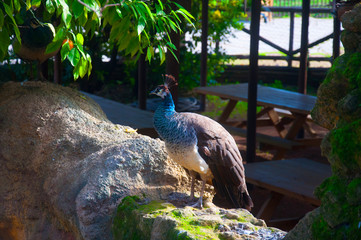 Beautiful peacock sitting on the wall