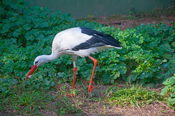 White stork looking for the food