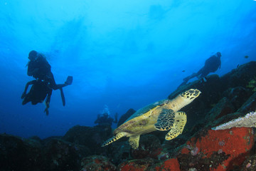 Sea Turtle and scuba divers 