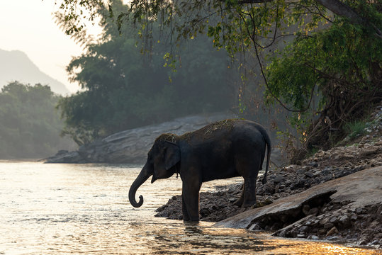 Asian wild elephant walking in the natural river at deep forest at Kanchanburi province in Thailand