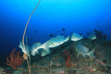 Fish on coral reef 