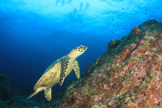 Sea Turtle and scuba divers 