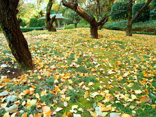 銀杏の枯葉散る公園風景