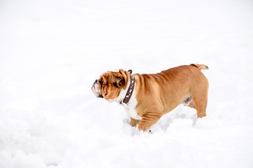 English bulldog in the snow