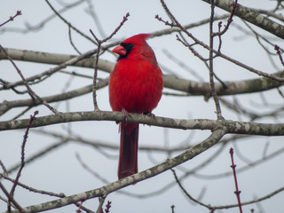 cardinal on a branch