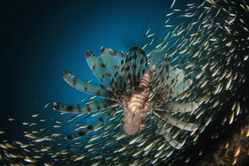 Lionfish hunting in fish school 