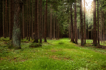 Forest Westerwald