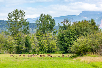 large elk herd with trees from forest all around them