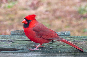 Cardinal on a fence in winter, tennessee. 