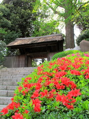 戸定邸の茅葺き門と躑躅咲く風景