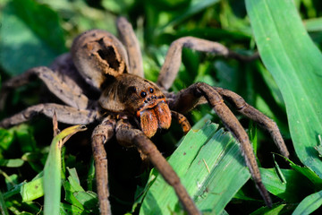Aranha de grama