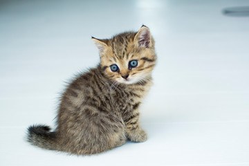 kitten on white background