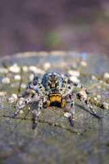 Photo of Lycosa singoriensis, black hair tarantula on the tree stump