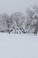 Snow landscape. The trees in an empty park covered with a bare l