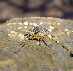 Photo of Lycosa singoriensis, black hair tarantula on the tree stump