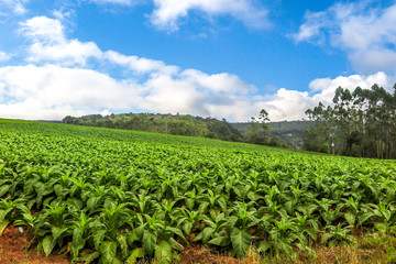 Fototapeta na wymiar Tobacco plantation (Nicotiana tabacum), with forest and mountain in the background, blue sky with clouds, Petrolandia, Santa Catarina