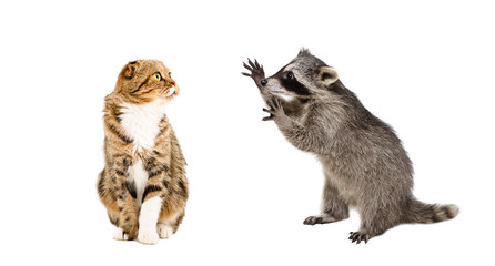 Funny  raccoon and cat Scottish Fold isolated on white background