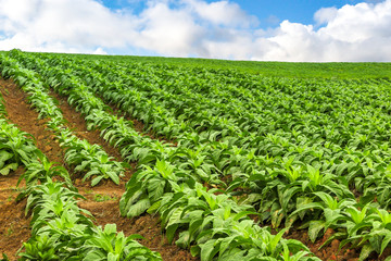 Fototapeta na wymiar Tobacco plantation (Nicotiana tabacum), blue sky with clouds, Petrolandia, Santa Catarina