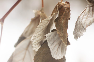 Dry leaf on a branch in the winter.