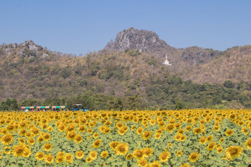 field of blooming sunflowers on a nature background.
