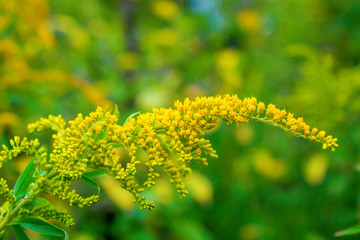 Photo of yellow wild flower in the forest