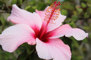 Blüte mit Dolden © Heino