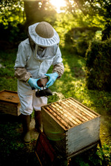 beekeeper working with beehive