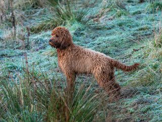 A young cockapoo in field