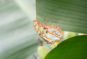 Fototapeta na wymiar Close-up view of a colourful butterfly with stunning colors on a sloped green leaf in the foreground and an out of focus green background