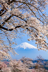 富士山と満開の桜、静岡県富士宮市柚野にて