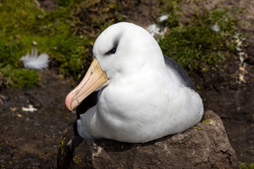Black-browed Albatross sits on his nest on Saunders Island, Falkland Islands