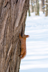 Photo of little red squirrel on the tree in the park