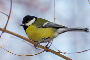 Obraz na płótnie Canvas Photo of a bright little yellow tit sitting on a bransh of tree in winter