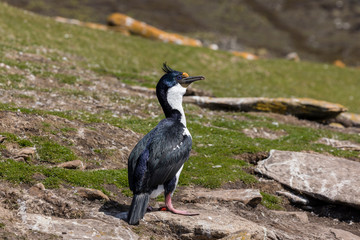King Cormorant is standing on a rock on Saunders Island, Falkland Islands