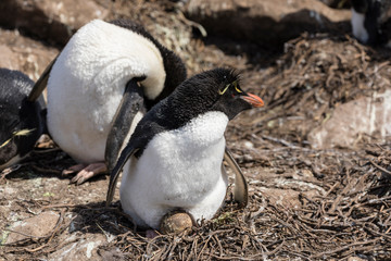 Fototapeta premium Rockhopper female is hatching an egg in her nest on Saunders Island, Falkland Islands