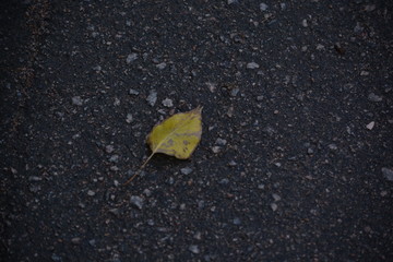 yellow leaf on asphalt