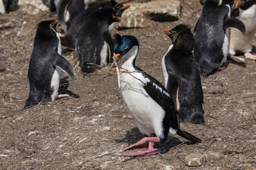Naklejka premium Cormorant holds in its beak dry branches to build a nest with it on Saunders Island, Falkland Islands