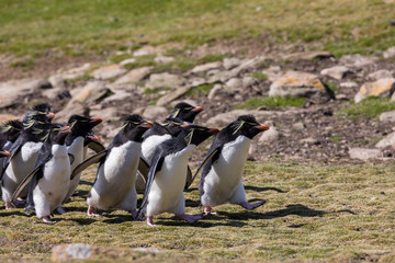 Group of rockhopper penguins walk up the hill to their colony on Saunders Island, Falkland Islands