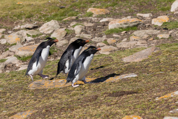 Group of rockhopper penguins walk up the hill to their colony on Saunders Island, Falkland Islands
