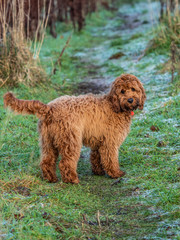 Cockapoo puppy waiting for owner