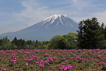 芝桜と富士山