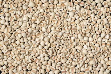 image of job's tears or Coix lacryma-jobi isolated. background texture. Food.