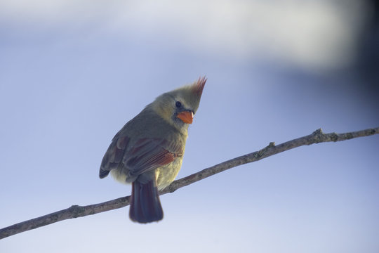 female cardinal on a branch after snow fall